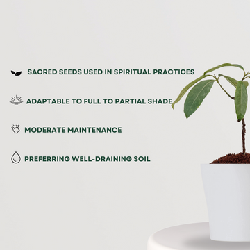 Rudraksha seed tree sapling